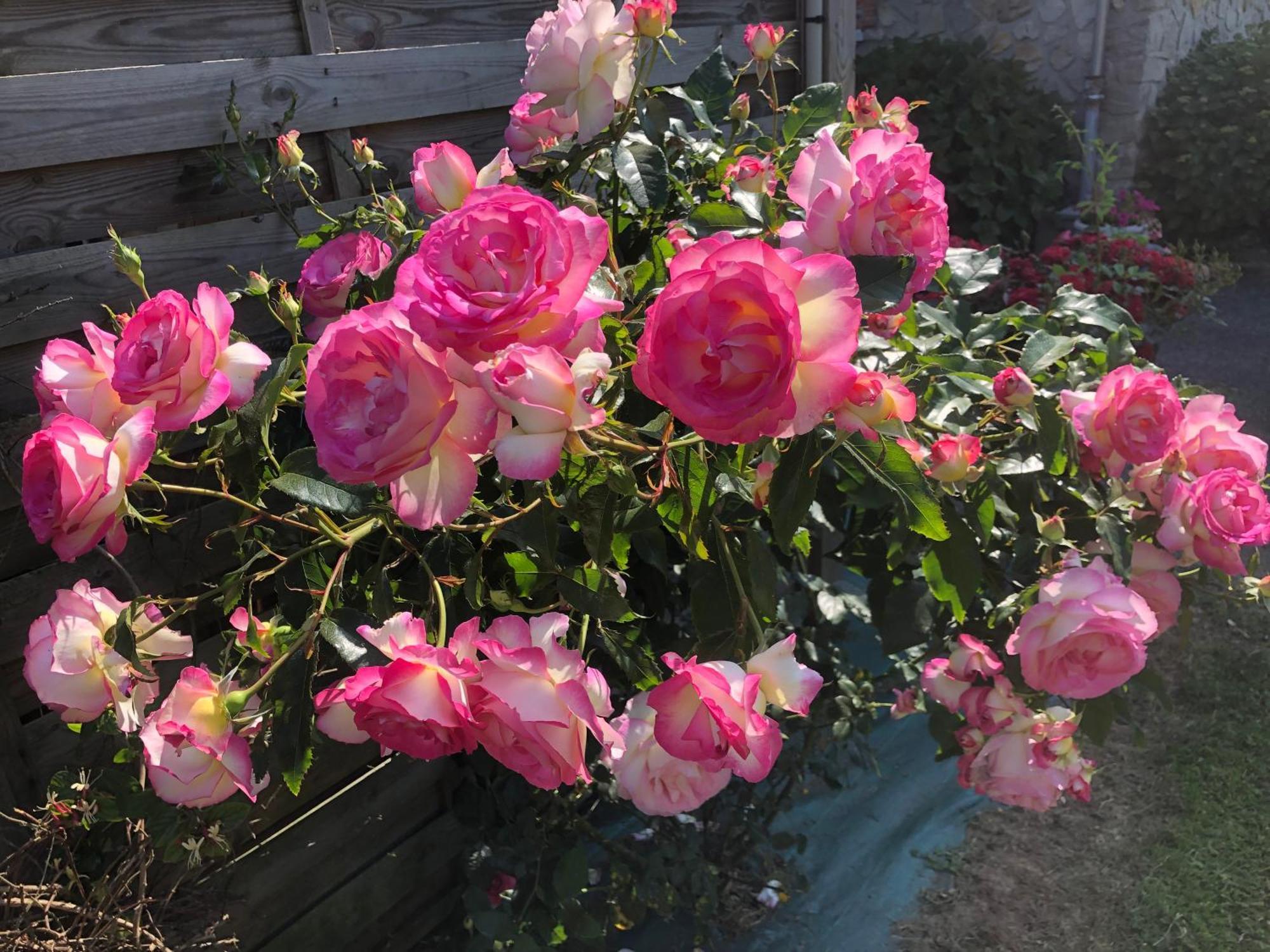 Les Hortensias Grand-Fougeray ภายนอก รูปภาพ